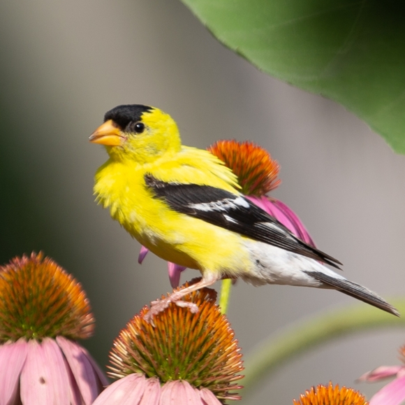 Meet your Posher, Noah - Picture 4 of 4